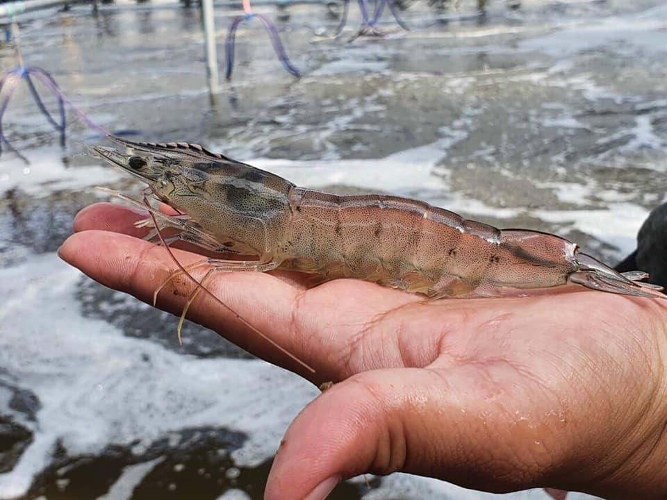 Thuốc Thủy sản Tân Hoàng Long