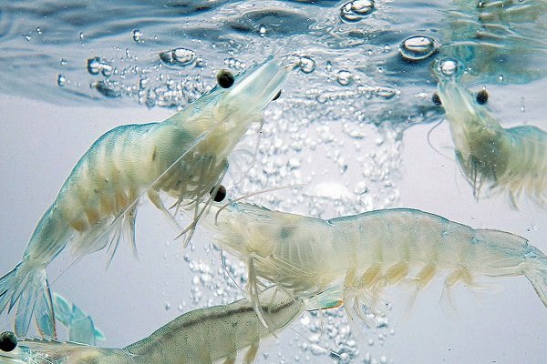 Thuốc Thủy sản Tân Hoàng Long