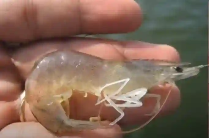 Thuốc Thủy sản Tân Hoàng Long